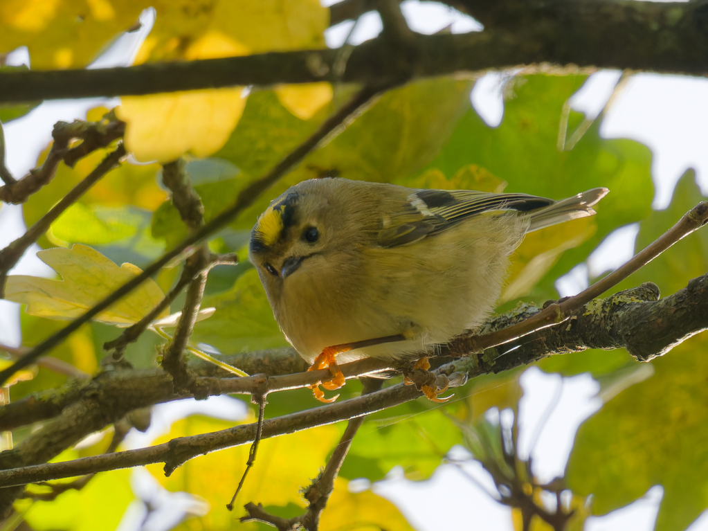 Goldcrest